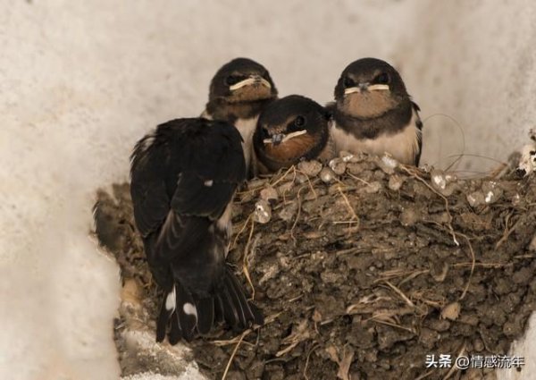 老祖宗早讲清一个玄机：若家中出现燕子，实则是在提醒你这2件事
