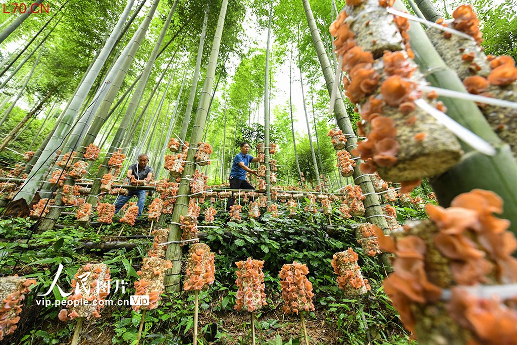 湖南双牌：“林下经济”助增收